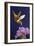 Rufous Hummingbird-Max Hayslette-Framed Giclee Print