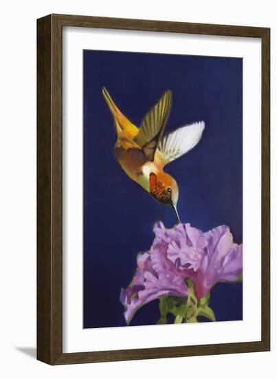 Rufous Hummingbird-Max Hayslette-Framed Giclee Print