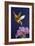 Rufous Hummingbird-Max Hayslette-Framed Giclee Print