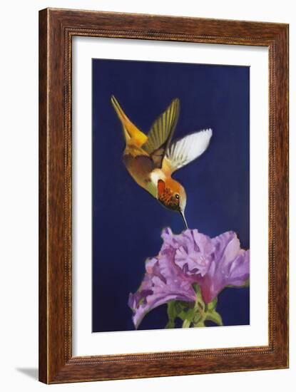 Rufous Hummingbird-Max Hayslette-Framed Giclee Print