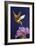 Rufous Hummingbird-Max Hayslette-Framed Giclee Print