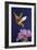 Rufous Hummingbird-Max Hayslette-Framed Giclee Print