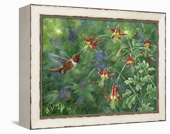 Rufous Hummingbird-Jeff Tift-Framed Premier Image Canvas