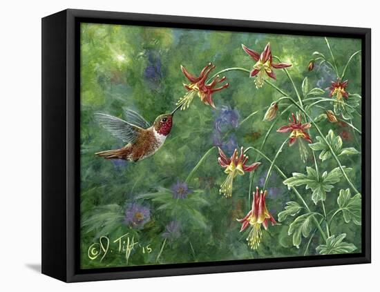 Rufous Hummingbird-Jeff Tift-Framed Premier Image Canvas