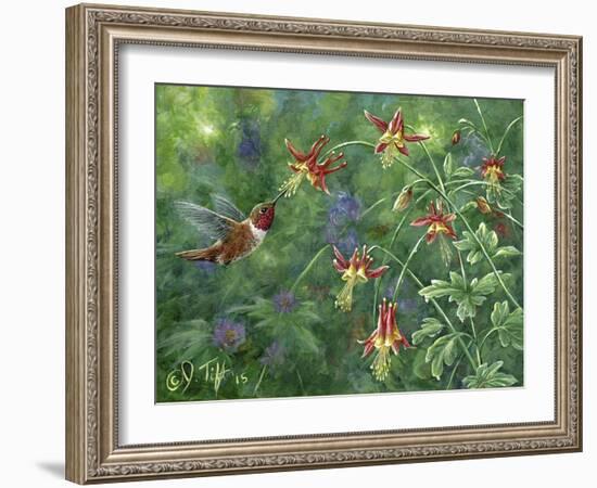 Rufous Hummingbird-Jeff Tift-Framed Giclee Print