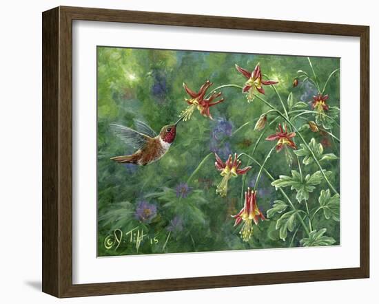 Rufous Hummingbird-Jeff Tift-Framed Giclee Print