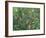 Rufous Hummingbird-Jeff Tift-Framed Giclee Print