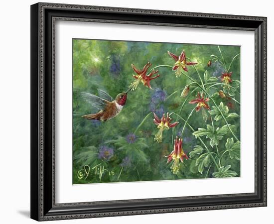 Rufous Hummingbird-Jeff Tift-Framed Giclee Print