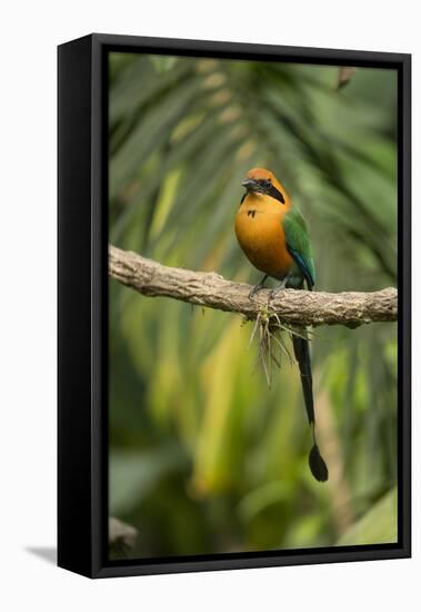 Rufous motmot perched on branch, Cartago, Costa Rica-Paul Hobson-Framed Premier Image Canvas