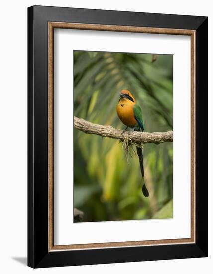 Rufous motmot perched on branch, Cartago, Costa Rica-Paul Hobson-Framed Photographic Print