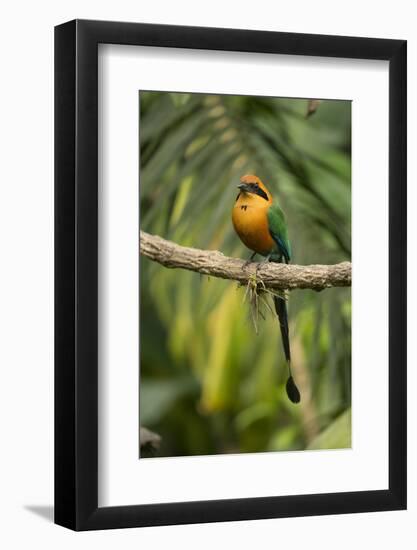 Rufous motmot perched on branch, Cartago, Costa Rica-Paul Hobson-Framed Photographic Print