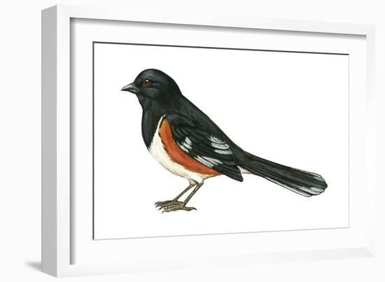 Rufous-Sided Towhee (Pipilo Erythrophthalmus), Birds-Encyclopaedia Britannica-Framed Art Print