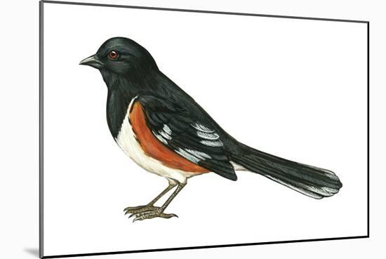 Rufous-Sided Towhee (Pipilo Erythrophthalmus), Birds-Encyclopaedia Britannica-Mounted Art Print