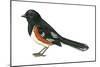 Rufous-Sided Towhee (Pipilo Erythrophthalmus), Birds-Encyclopaedia Britannica-Mounted Art Print