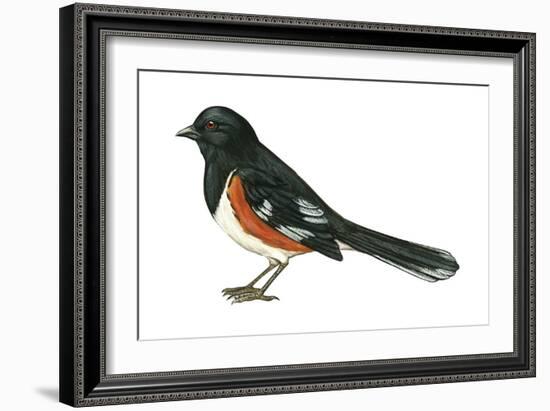 Rufous-Sided Towhee (Pipilo Erythrophthalmus), Birds-Encyclopaedia Britannica-Framed Art Print