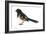 Rufous-Sided Towhee (Pipilo Erythrophthalmus), Birds-Encyclopaedia Britannica-Framed Art Print