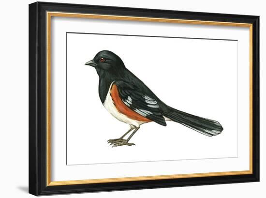 Rufous-Sided Towhee (Pipilo Erythrophthalmus), Birds-Encyclopaedia Britannica-Framed Art Print