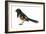 Rufous-Sided Towhee (Pipilo Erythrophthalmus), Birds-Encyclopaedia Britannica-Framed Art Print