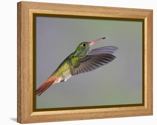 Rufous-tailed Hummingbird-Arthur Morris-Framed Premier Image Canvas