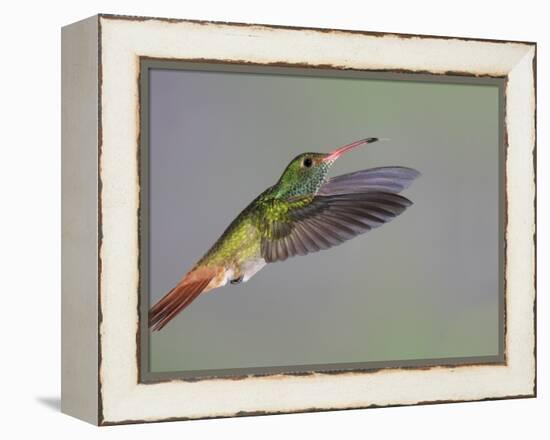 Rufous-tailed Hummingbird-Arthur Morris-Framed Premier Image Canvas