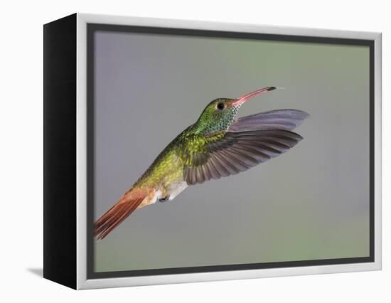 Rufous-tailed Hummingbird-Arthur Morris-Framed Premier Image Canvas