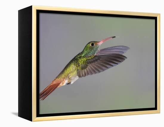 Rufous-tailed Hummingbird-Arthur Morris-Framed Premier Image Canvas