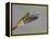 Rufous-tailed Hummingbird-Arthur Morris-Framed Premier Image Canvas