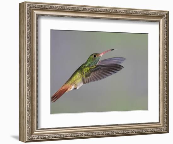 Rufous-tailed Hummingbird-Arthur Morris-Framed Photographic Print