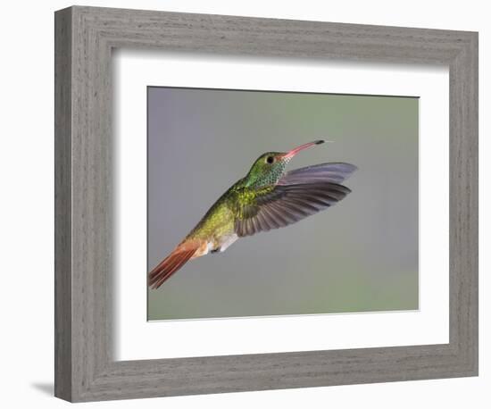 Rufous-tailed Hummingbird-Arthur Morris-Framed Photographic Print