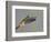 Rufous-tailed Hummingbird-Arthur Morris-Framed Photographic Print