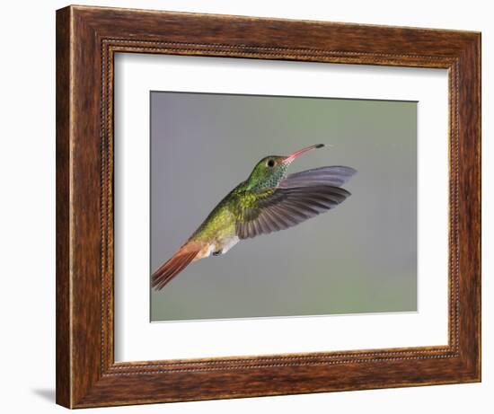 Rufous-tailed Hummingbird-Arthur Morris-Framed Photographic Print