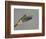 Rufous-tailed Hummingbird-Arthur Morris-Framed Photographic Print