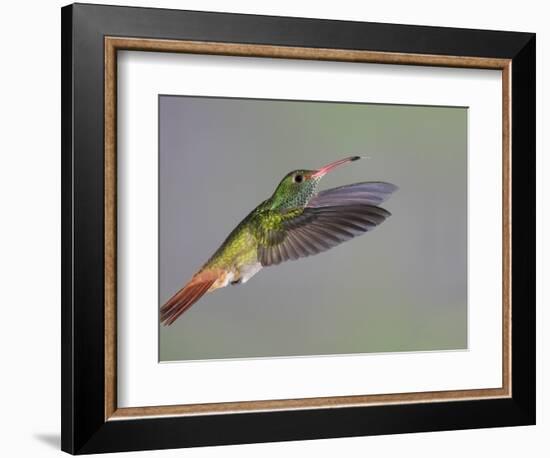 Rufous-tailed Hummingbird-Arthur Morris-Framed Photographic Print