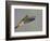 Rufous-tailed Hummingbird-Arthur Morris-Framed Photographic Print