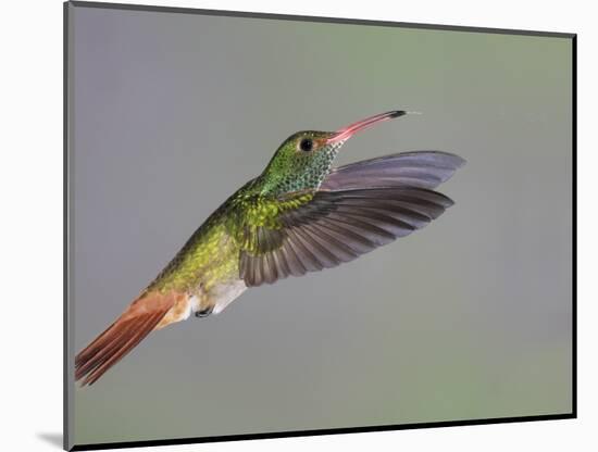 Rufous-tailed Hummingbird-Arthur Morris-Mounted Photographic Print
