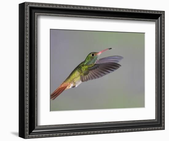 Rufous-tailed Hummingbird-Arthur Morris-Framed Photographic Print