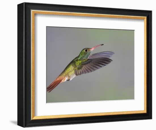 Rufous-tailed Hummingbird-Arthur Morris-Framed Photographic Print