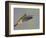 Rufous-tailed Hummingbird-Arthur Morris-Framed Photographic Print