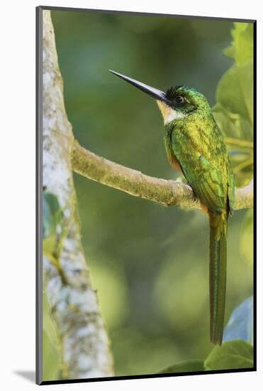 Rufous-Tailed Jacamar-Ken Archer-Mounted Photographic Print