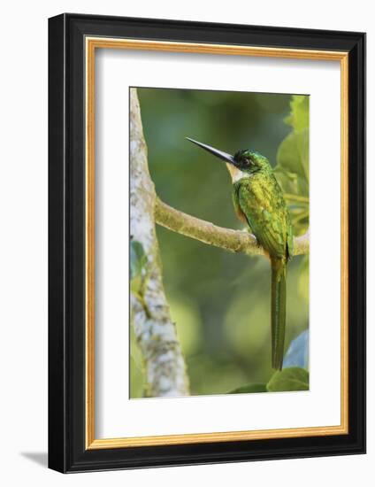 Rufous-Tailed Jacamar-Ken Archer-Framed Photographic Print