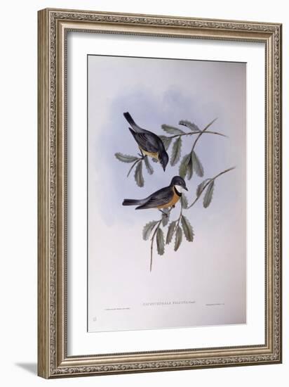 Rufous Whistler (Pachycephala Rufiventris)-John Gould-Framed Giclee Print