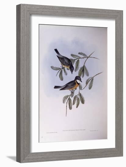 Rufous Whistler (Pachycephala Rufiventris)-John Gould-Framed Giclee Print