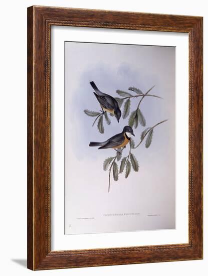 Rufous Whistler (Pachycephala Rufiventris)-John Gould-Framed Giclee Print