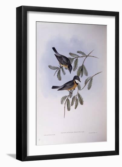 Rufous Whistler (Pachycephala Rufiventris)-John Gould-Framed Giclee Print