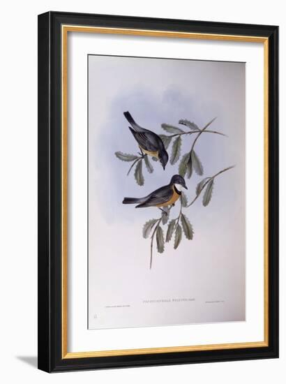 Rufous Whistler (Pachycephala Rufiventris)-John Gould-Framed Giclee Print