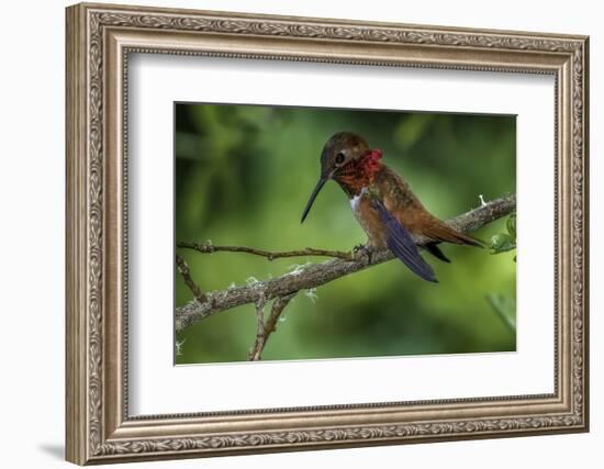 Rufus Hummingbird-Art Wolfe-Framed Photographic Print