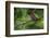 Rufus Hummingbird-Art Wolfe-Framed Photographic Print