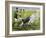 Rugby Match: England v New Zealand in the World Cup, 1991, Rory Underwood Being Tackled-Gareth Lloyd Ball-Framed Giclee Print