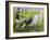 Rugby Match: England v New Zealand in the World Cup, 1991, Rory Underwood Being Tackled-Gareth Lloyd Ball-Framed Giclee Print