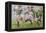 Rugby Match: Harlequins v Northampton, 1992-Gareth Lloyd Ball-Framed Premier Image Canvas